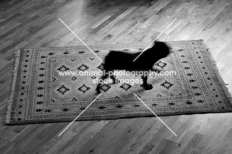 French Bulldog silhouette running on patterned rug