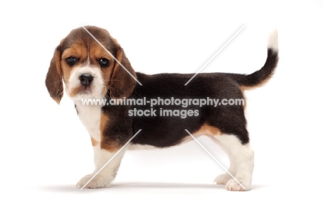 Beagle puppy on white background, side view