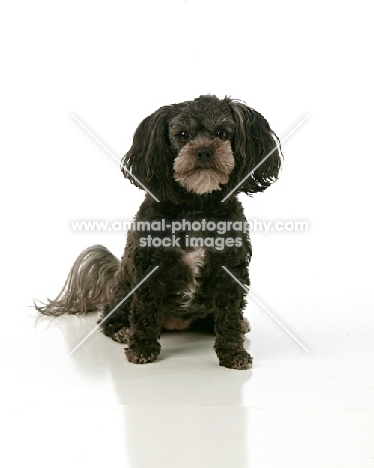 Miniature Poodle on white background