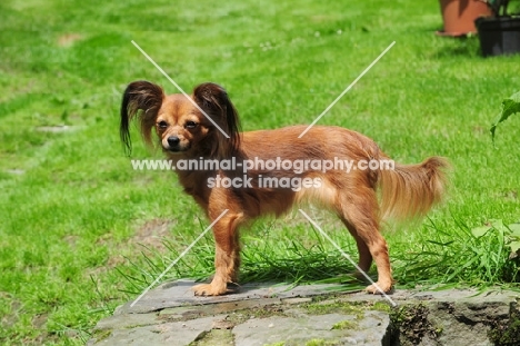 Russian Toy Terrier standing in garden