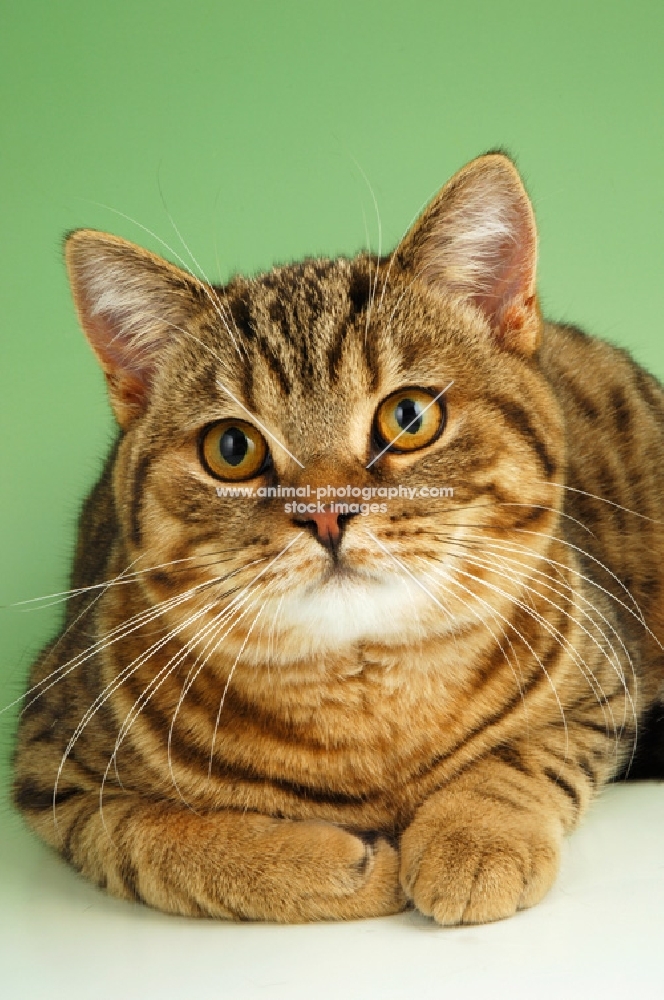 brown spotted tabby, british shorthair cat portrait