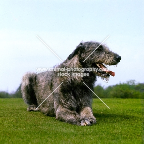 irish wolfhound lying on grass