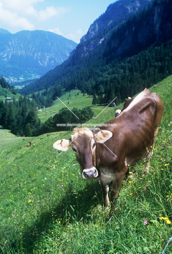 brown swiss cow in the alps