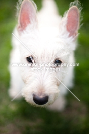 wheaten Scottish Terrier puppy looking up at camera