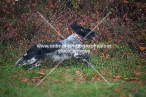 happy black and white English Setter running in a field, leaves on the ground