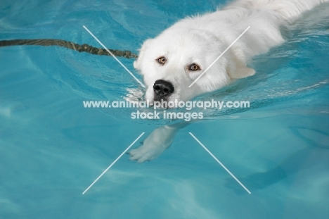 Maremma Sheepdog in swimming pool