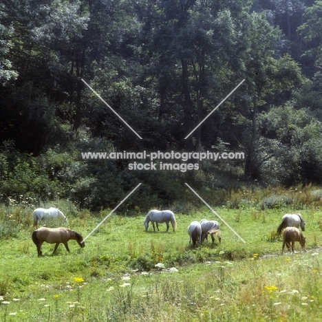 group of Highland Ponies in beautiful meadow at nashend stud