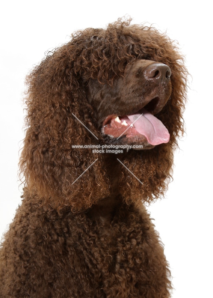 Australian Champion Irish Water Spaniel, portrait