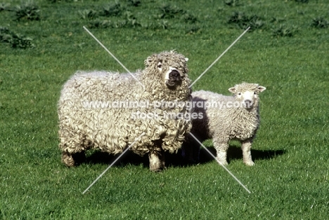 grey face dartmoor ewe and lamb