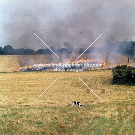 pointer in burning field