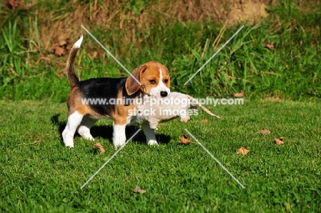 Beagle puppy with furry toy