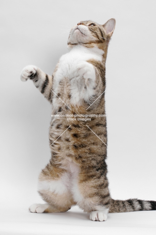 American Wirehair, Brown Mackerel Tabby & White, front leg in the air