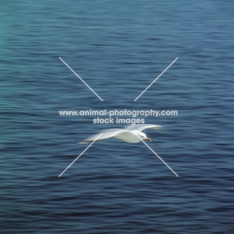 lesser black-backed gull flying over the sea off scandinavia