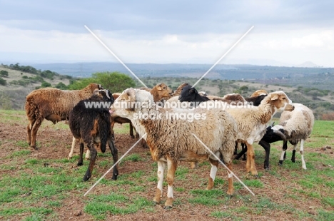 group of Nguni sheep