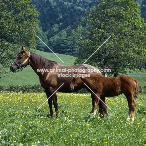 Myrta, Einsiedler mare and foal full body, at kloster einsiedeln