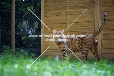 Bengal cat standing in the grass, champion Mainstreet Full Throttle of Guru