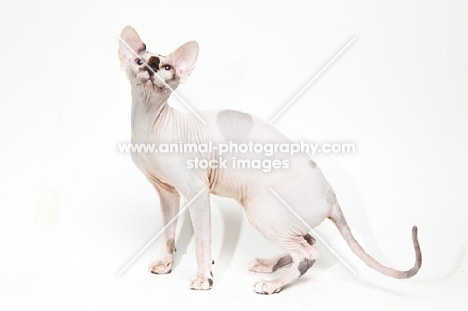 sphynx cat looking towards camera, seen from aside