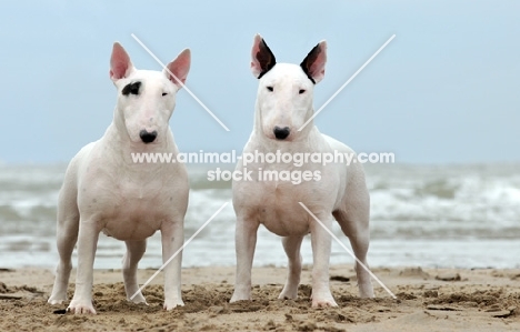 Bull Terriers on beach