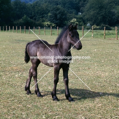 Fell Pony foal