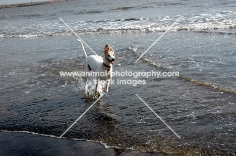 Lurcher on running out of the sea, all photographer's profit from this image go to greyhound charities and rescue organisations