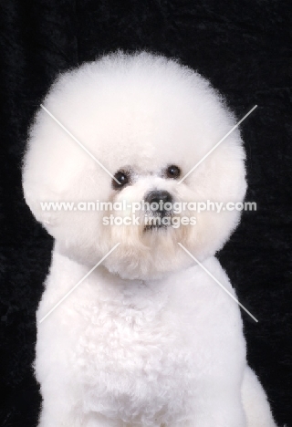 Bichon Frise on black background