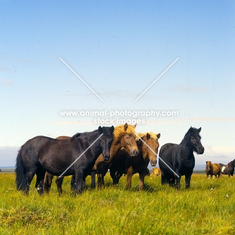 Iceland Horses at Olafsvellir