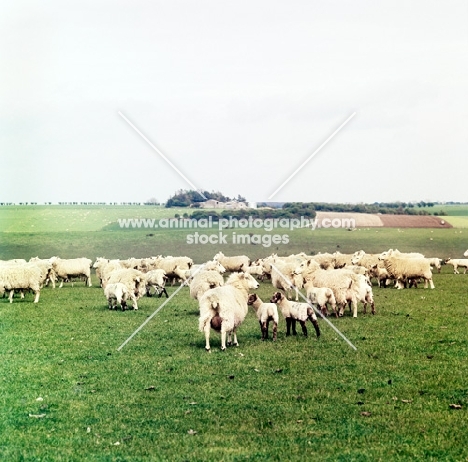flock of ewes and lambs