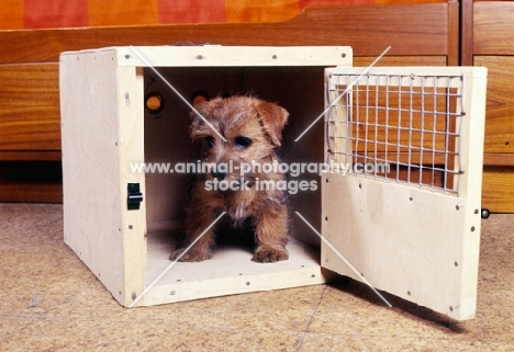 norfolk terrier puppy in carrying box