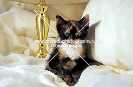 tortie and white kiiten on sheets