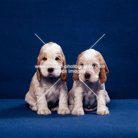 two english cocker spaniel puppies sitting