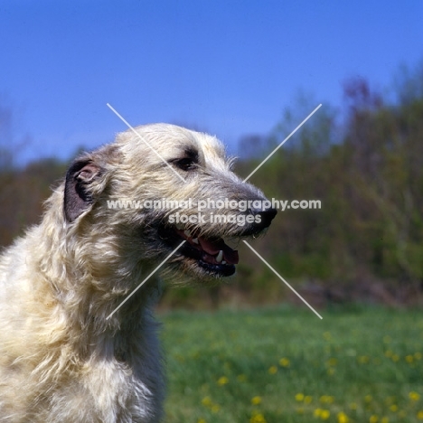 castlekeeper connor malone portrait of fawn irish wolfhound