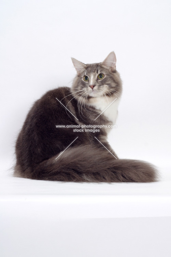 Blue Classic Tabby & White Norwegian Forest cat, turning