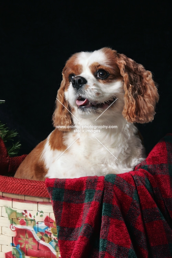 cavalier king charles spaniel sitting in basket 