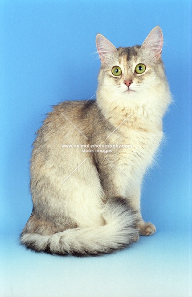 blue tortie silver Somali cat on blue background