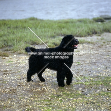 portuguese water dog in retriever clip, standing beside water in usa