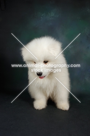 9 week old Samoyed puppy in studio