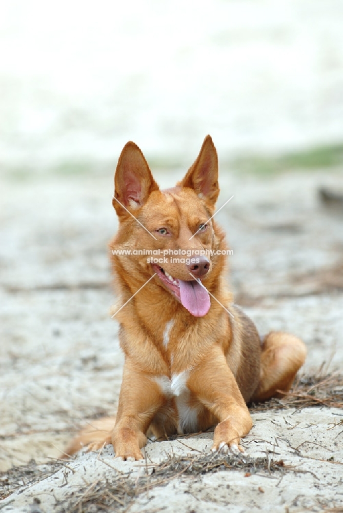 American Indian Dog looking alert