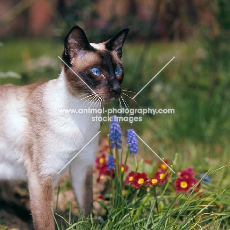 seal point siamese cat with flowers