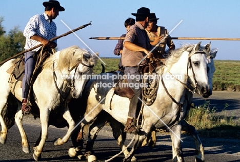 bandido, gardiens escorting bull to games on road near les saintes marie de la mer, camargue ponies