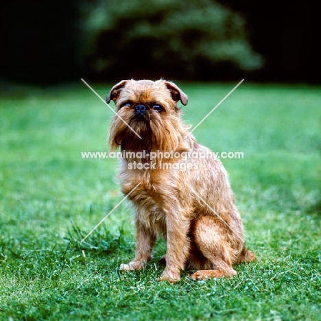rough coated griffon bruxellois sitting on grass