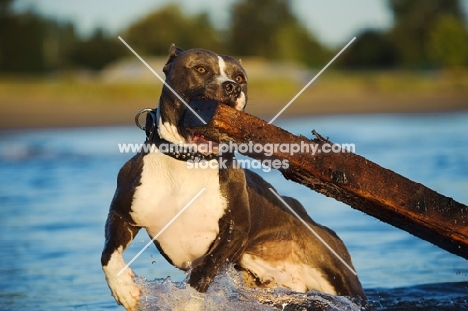 American Staffordshire Terrier picking up log
