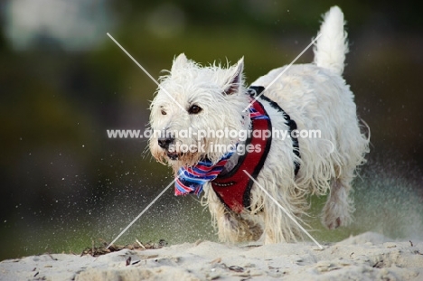 West Highland White Terrier running