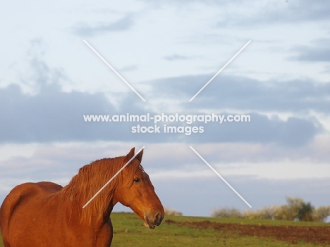 Suffolk Punch in sunny field