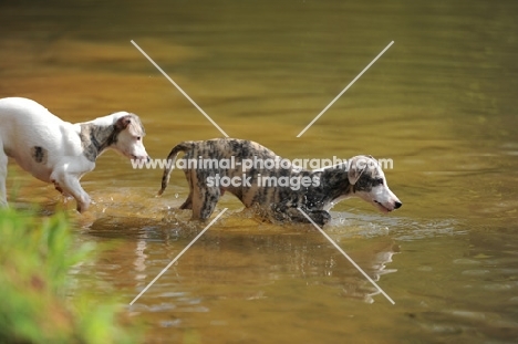 young Whippet puppies walking into water