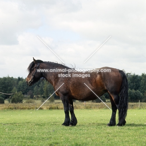 north swedish mare in sweden,