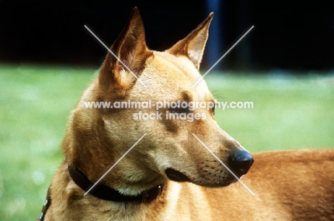 canaan dog, head study