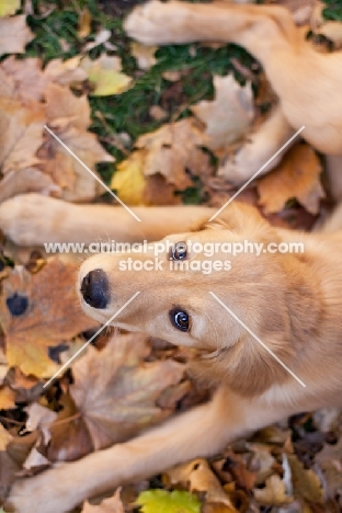 Golden Retriever puppy lying on leaves