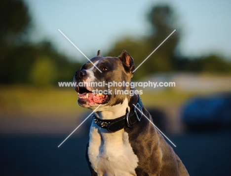 American Staffordshire Terrier