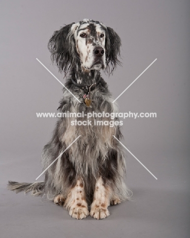 English Setter sitting on grey background