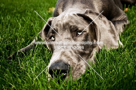 great dane resting head in grass